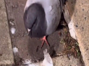 Pombo é flagrado paralisado após comer cocaína; veja vídeo